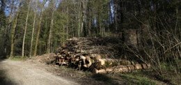 Utilisons le bois-énergie avec efficacité et intelligence