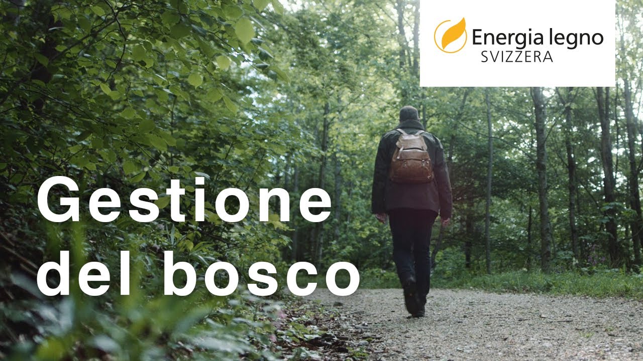 Gestione del bosco