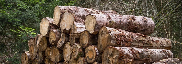 Studie über verbleibendes Potenzial für Energieholz