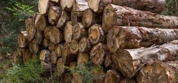 Studie über verbleibendes Potenzial für Energieholz